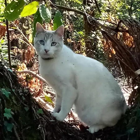 Le Jardin Des Paons Issac