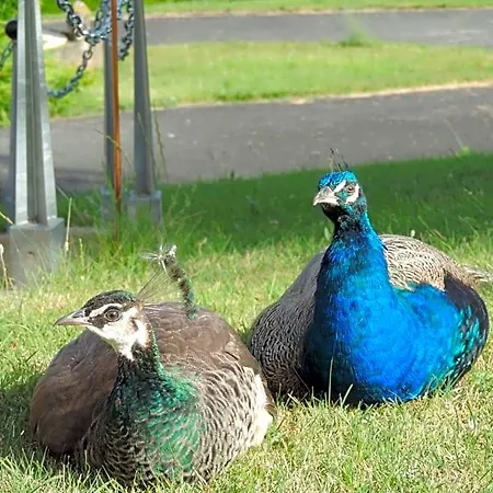 Oda ve Kahvaltı Le Jardin Des Paons