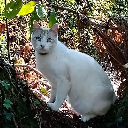 Oda ve Kahvaltı Le Jardin Des Paons 3*