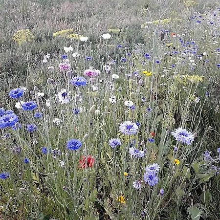 Le Jardin Des Paons Oda ve Kahvaltı Issac